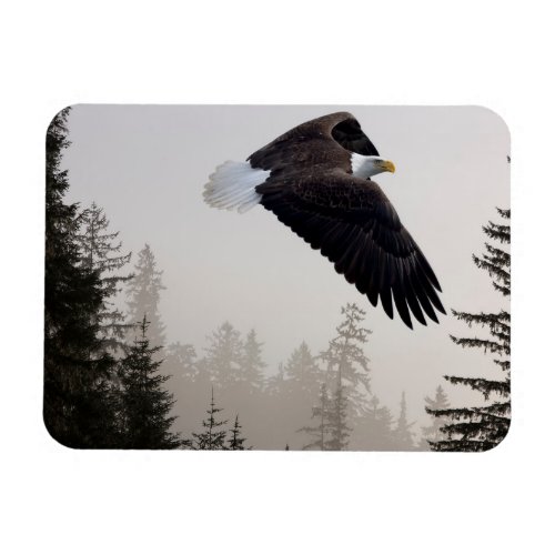 Bald Eagle Soaring Through Mist Magnet