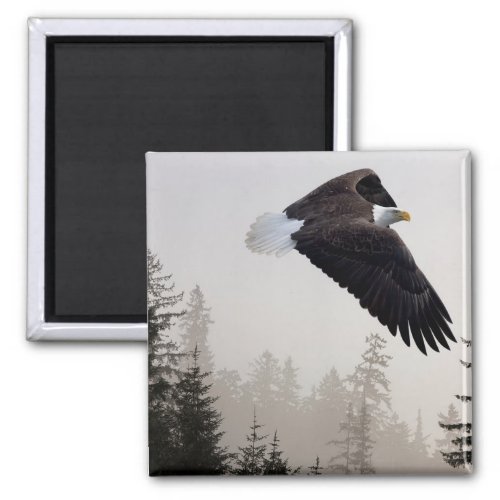 Bald Eagle Soaring Through Mist Magnet