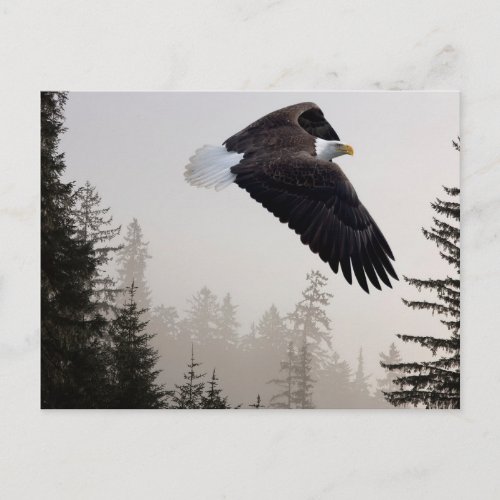 Bald Eagle Soaring Through Mist Postcard