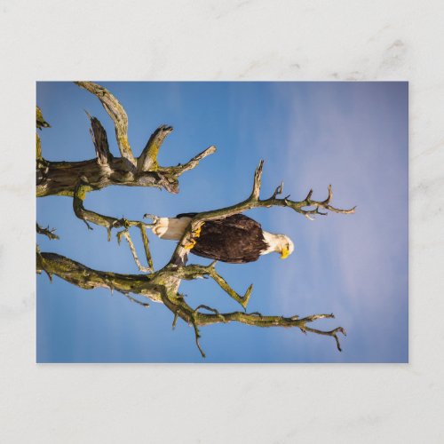 Bald Eagle Southern Gulf Islands British Columbi Postcard