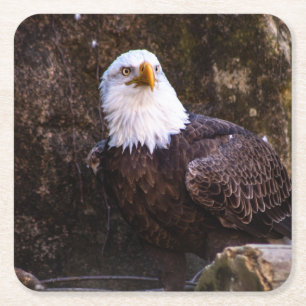 Bald Eagle Square Paper Coaster