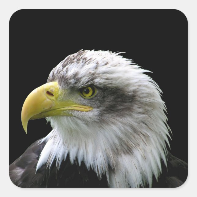 Bald Eagle Square Sticker (Front)