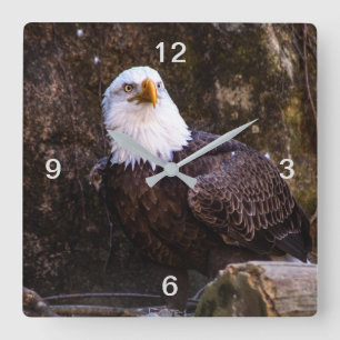Bald Eagle Square Wall Clock