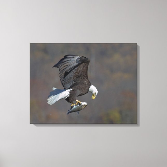 Bald Eagle staring at a fish Canvas Print (Front)