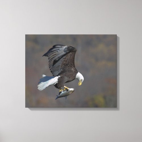 Bald Eagle staring at a fish Canvas Print