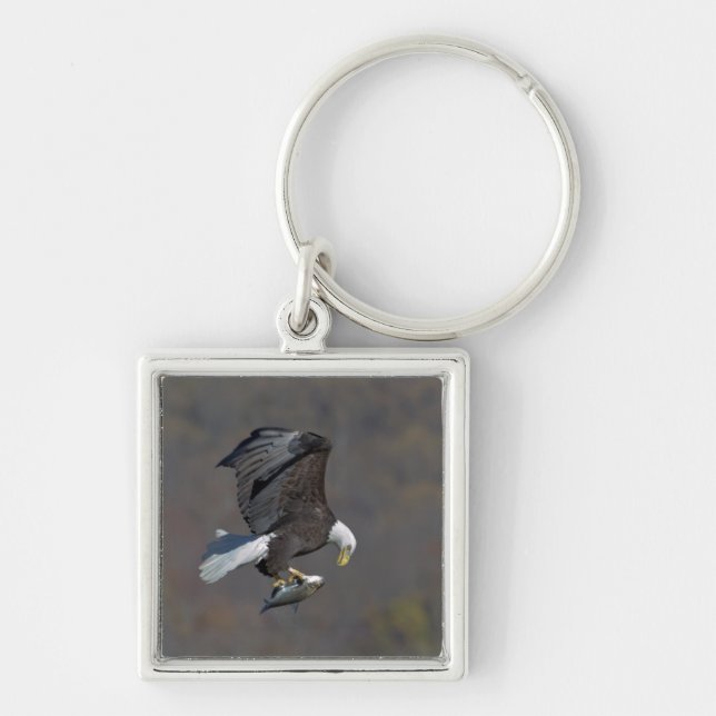 Bald Eagle staring at a fish Keychain (Front)