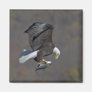 Bald Eagle staring at a fish Magnet