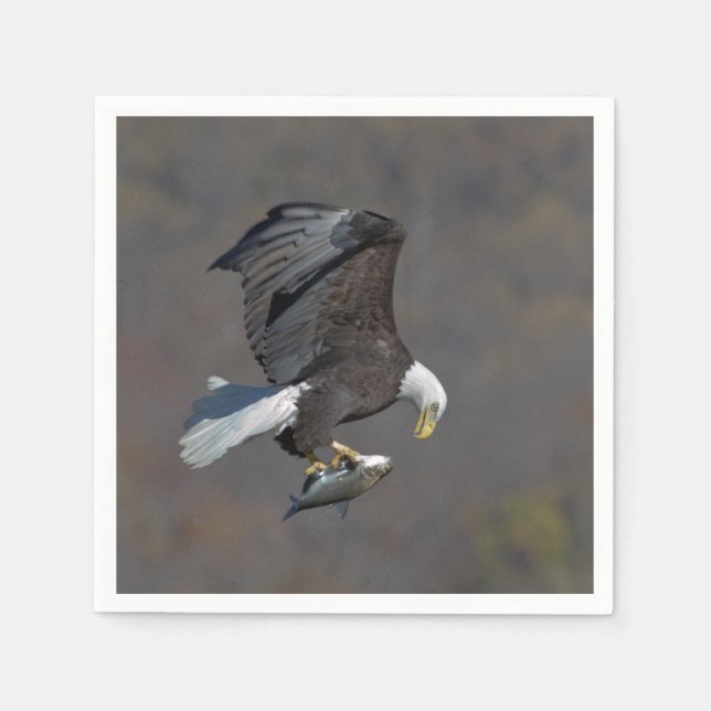 Bald Eagle staring at a fish Napkins (Front)