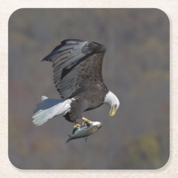 Bald Eagle Staring At A Fish Square Paper Coaster by debscreative at Zazzle