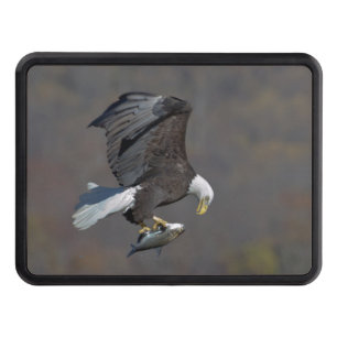 Bald Eagle staring at a fish Trailer Hitch Cover