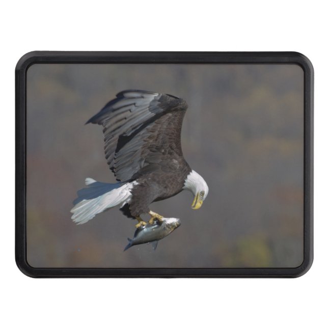 Bald Eagle staring at a fish Trailer Hitch Cover (Front)