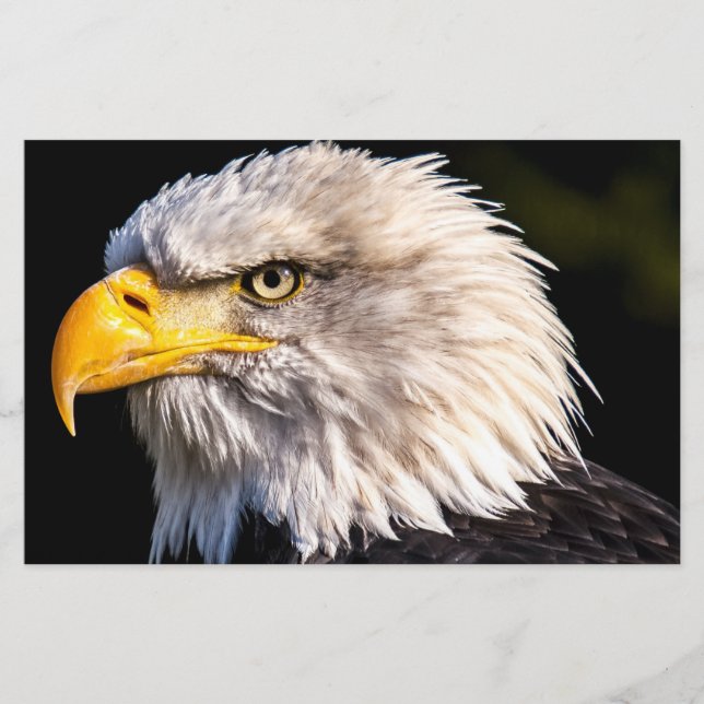 Bald Eagle Stationery (Front)