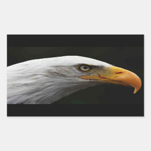 Bald Eagle stcna Rectangular Sticker