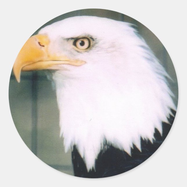 Bald Eagle Sticker (Front)