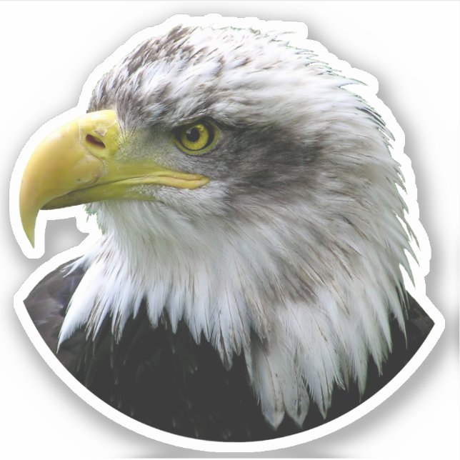 Bald Eagle Sticker (Front)