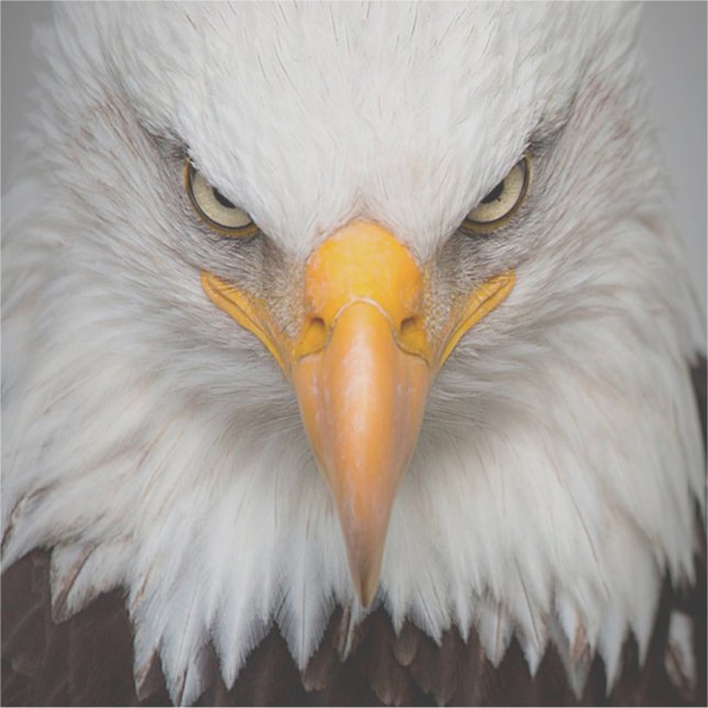 Bald Eagle Sticker (Front)