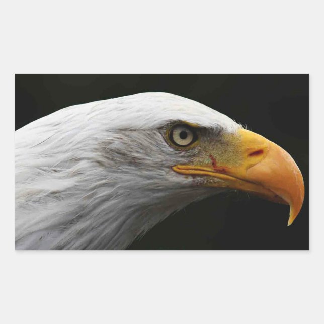 Bald Eagle stm Rectangular Sticker (Front)