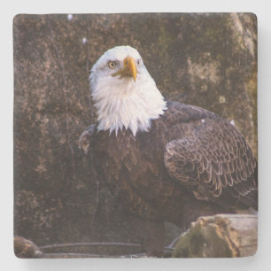 Bald Eagle Stone Coaster