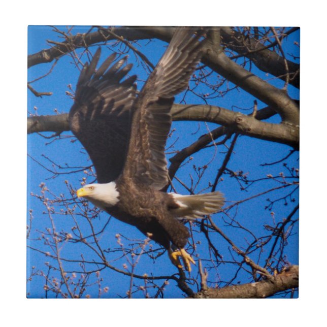 Bald Eagle Take Off Ceramic Tile (Front)