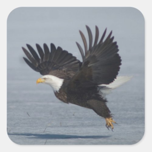 Bald Eagle Taking Flight in Snow Lower Klamath NWR Square Sticker