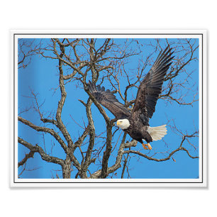 Bald Eagle taking flight Photo Print