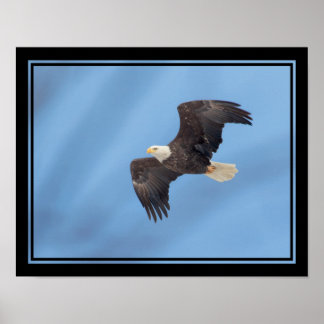 Bald Eagle In Flight Posters | Zazzle