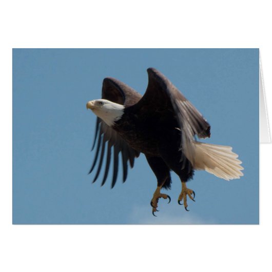 Bald Eagle Taking Flight with Claws Extended Cards (Front Horizontal)
