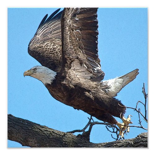 Bald Eagle taking off Photo Print