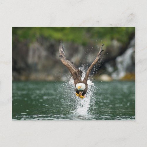 Bald Eagle The Big Catch Postcard