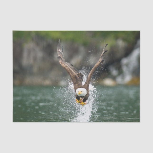 Bald Eagle The Big Catch Tissue Paper (Front)
