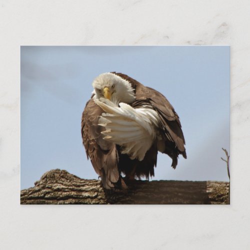 Bald Eagle The bird giving the bird Postcard