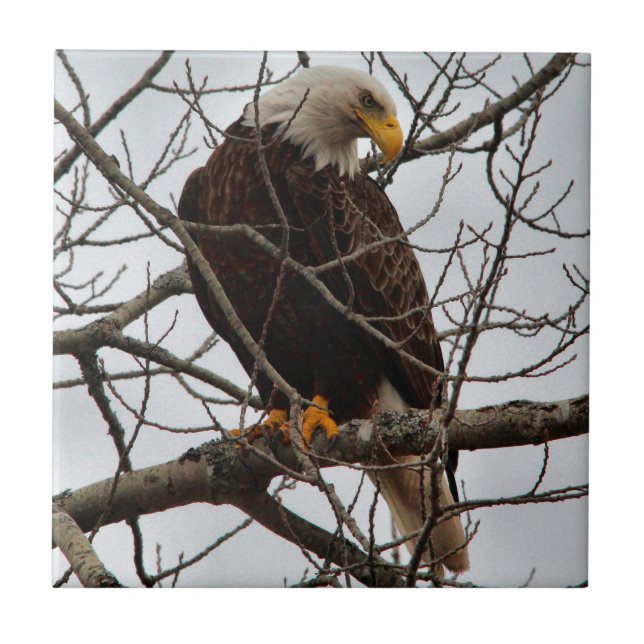 Bald Eagle Tile (Front)