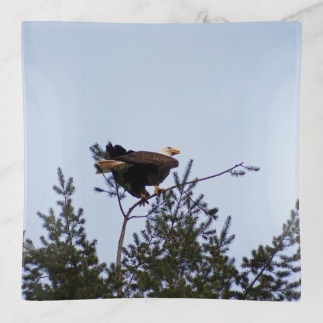Bald Eagle Trinket Tray (Front)