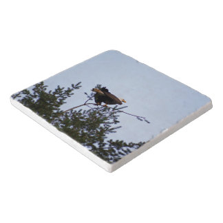 Bald Eagle Trivet