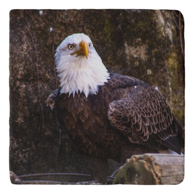 Bald Eagle Trivet (Front)