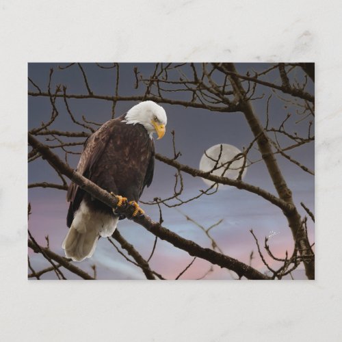 Bald Eagle Under Full Moon Postcard