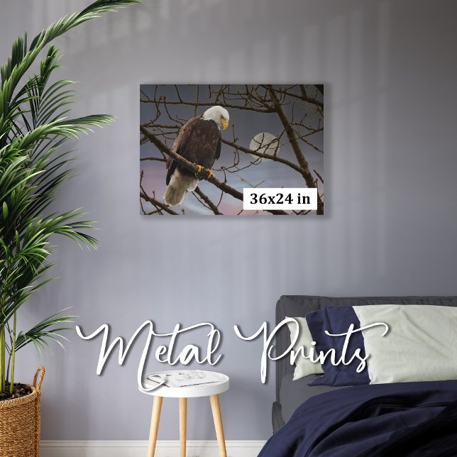 Bald Eagle Under Full Moon Wildlife Photography Metal Print (Creator Uploaded)