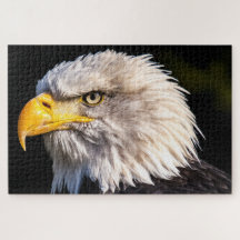 Bald Eagle (United States of America)