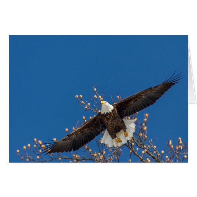 Bald Eagle Up Cards (Front Horizontal)