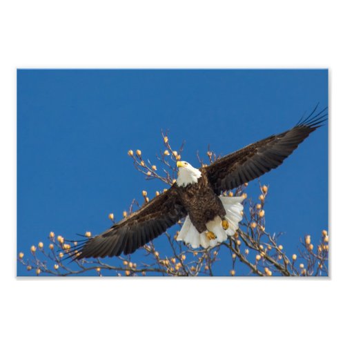 Bald Eagle Up Photo Print