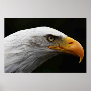 Bald Eagle wapcna Poster