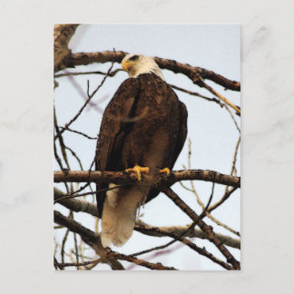 Bald Eagle Watercolor Postcard