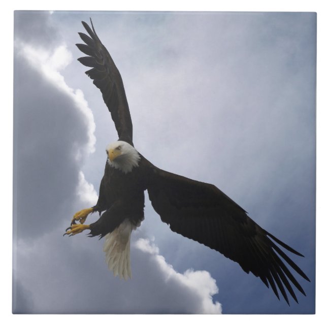 Bald Eagle Wildlife Photo Gift Tile or Trivet (Front)