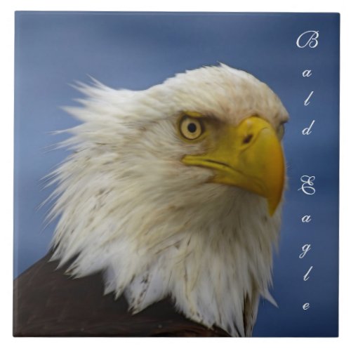 Bald Eagle Wildlife Photo Gift Tile or Trivet