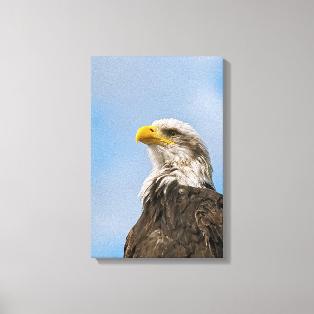 Bald Eagle Wildlife Portrait Art Canvas Print (Front)