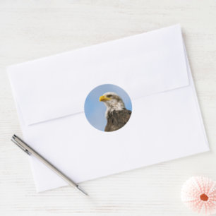 Bald Eagle Wildlife Portrait Art Classic Round Sticker