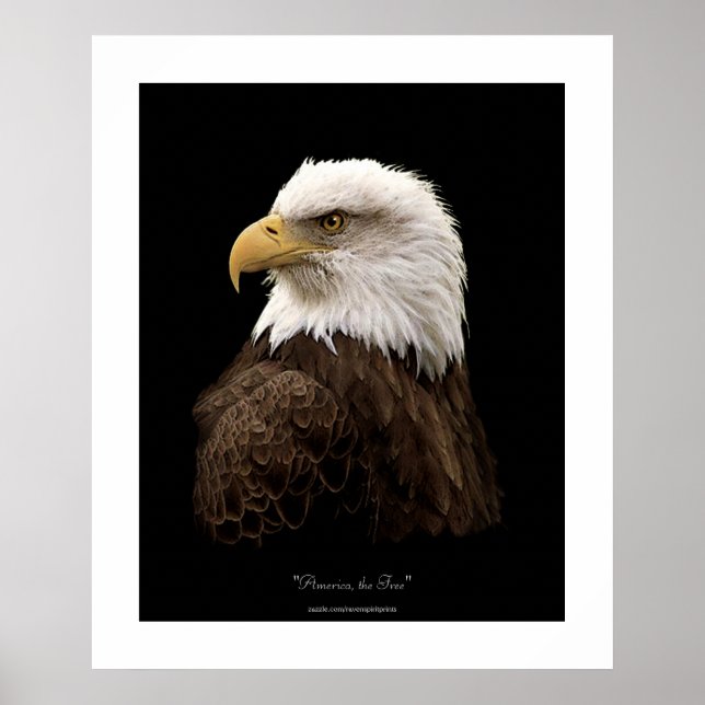 Bald Eagle Wildlife Poster Print (Front)