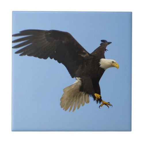 Bald Eagle Wildlife Tile