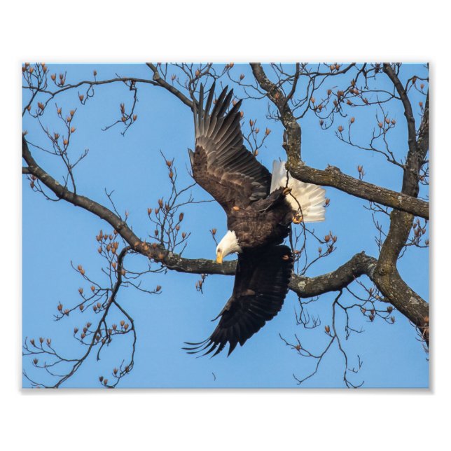 Bald Eagle Wing Drop Photo Print (Front)