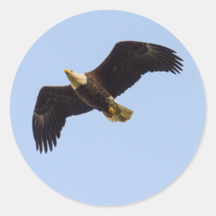 Bald Eagle Wings Classic Round Sticker